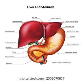 Poster, poster anatomy of the liver and stomach. Vector illustration.