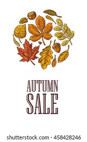 Poster AUTUMN SALE with set leaf and acorn. Vector vintage engraved illustration. Isolated on white background