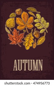 Poster AUTUMN with set leaf and acorn. Vector vintage engraved illustration. Isolated on dark brown background