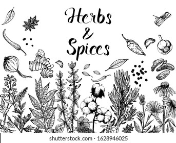 Poster card composition of hand drawn sketch style different kinds of herbs and spices isolated on white background. Vector illustration.