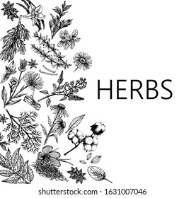 Poster card composition of hand drawn sketch style different kinds of plants isolated on white background. Vector illustration.