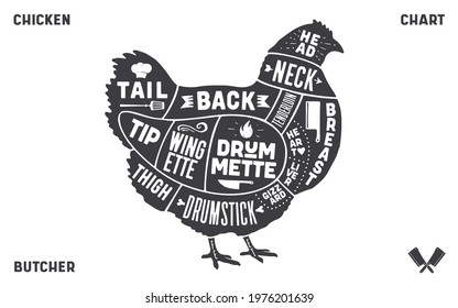 Poster chicken for Butcher meat shop. Chicken chart with typography and hen drawing. Vector Illustration