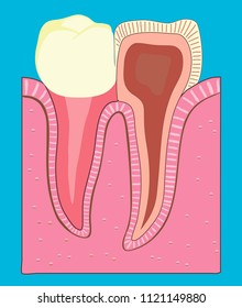 Poster cross-section of a human tooth. Medicine, dentistry .Vector