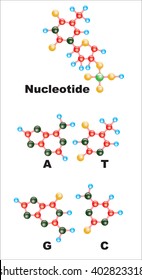 The Poster Depicts The Structure Of Nucleotides In The DNA.