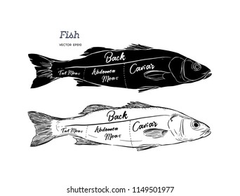 Poster fish cutting scheme lettering head, back meat, abdomen, tail in vintage style drawing