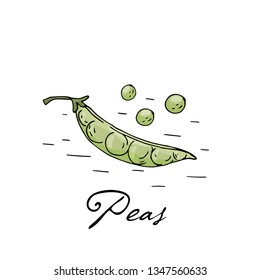 Poster with hand drawn peans isolate on a white background. Vector icons in sketch style. Hand drawn objects