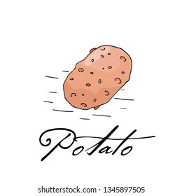Poster with hand drawn potato isolate on a white background. Vector icons in sketch style. Hand drawn objects