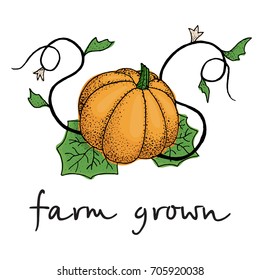 Poster with hand drawn pumpkin and quotes. Farm grown vegetable. Vector art