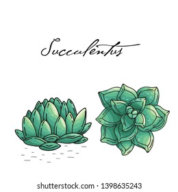 Poster with hand drawn succulents isolate on a white background. Vector icons in sketch style. Hand drawn objects