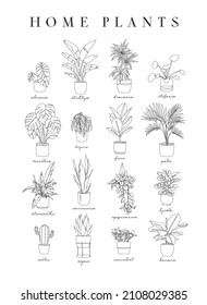 Poster home plants in linear style alocasia, strelitzia, dracaena, stefania, monster, begonia, ficus, palm, stromanthe, epipremnum, lyrata, cactus, agave, succulent, banana