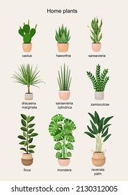 Poster with houseplants to decorate the interior. Collection of vector illustrations of home flowers. Trendy home decor with plants, urban jungle.