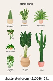 Poster with houseplants to decorate the interior. Collection of vector illustrations of home flowers. Trendy home decor with plants, urban jungle.