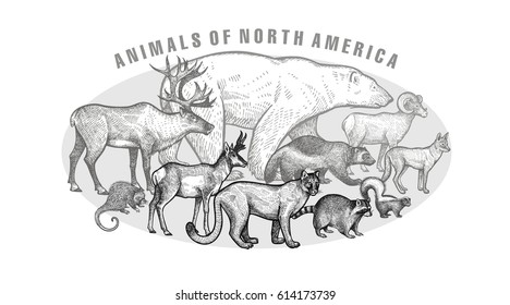 Poster with image of animals North America. Hand drawing polar bear, reindeer, wolverine, steppe ram, coyote, skunk, antelope, porcupine, raccoon, puma.Vintage engraving style. Vector illustration art