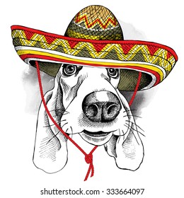 The poster with the image of the dog Basset Hound in the Mexico sombrero. Vector illustration.