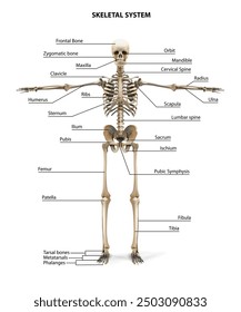 A poster with the image of a human skeleton. Vector illustration.