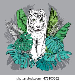 Poster with image of a white tiger walking in green banana leaves, fern, monstera on a gray background. Vector illustration.