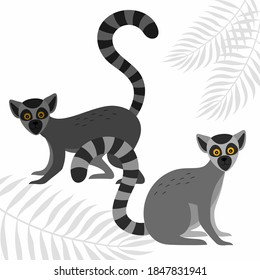 A poster with the lemurs and the silhouettes of the leaves of palm trees. Vector illustration