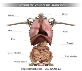 Poster of the location and designation of internal organs. Vector illustration.