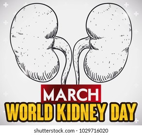 Poster with a pair of kidneys in hand drawn style with greeting sign to celebrate World Kidney Day in March.