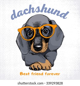 Poster with portrait of a dog Dachshund in glasses. Vector illustration