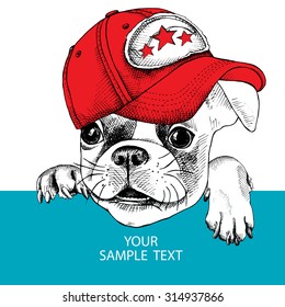 The poster with the portrait of a French bulldog wearing a cap. Vector illustration.