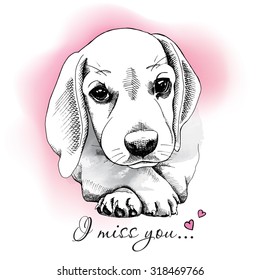 Poster with portrait of a sad puppy beagle on a pink background. Vector illustration.