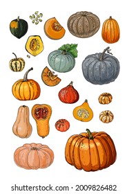 Poster Pumpkin. Vector food icons of vegetables. Colored sketch of food products. Acorn squash, red kuri, pumpkin sweetie