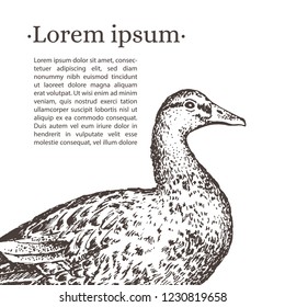 Poster with realistic hand-drawn duck. Place for your information. Isolated on white. Vector. 