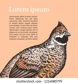 Poster with realistic hand-drawn hazel grouse. Place for your information. Peach background. Vector. 