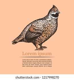 Poster with realistic hand-drawn hazel grouse and place for your information. Peach background. Vector. 