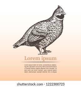 Poster with realistic hand-drawn hazel grouse. Place for your information. Gradient background. Vector. 