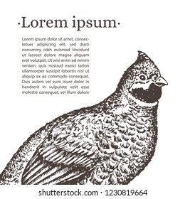 Poster with realistic hand-drawn hazel grouse and place for your information. isolated on background. Vector. 