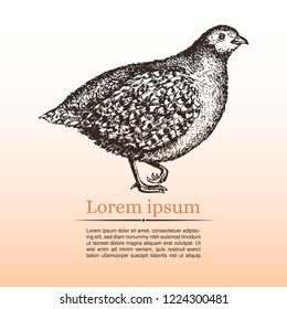 Poster with realistic hand-drawn partridge. Place for your information. Gradient background. Vector. 