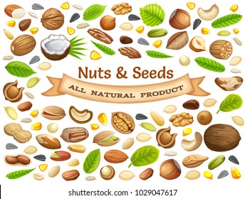 Poster seeds sunflower, pumpkin, and corn. Nuts cashew, brazilian nut, coconut, cedar, hazelnut, cashew, almonds, walnut, nutmeg, pecan, peanut, macadamia, pistachio.