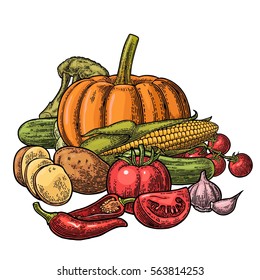 Poster with set vegetables. Cucumbers, Garlic, Corn, Pepper, Broccoli, Potato and Tomato. Isolated on the white background. Vector color hand drawn vintage engraving illustration