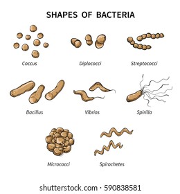 Poster Shapes Bacteria On White Background Stock Vector (Royalty Free ...