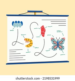 Afiche que muestra metamorfosis de las mariposas para escolares, estudiantes, en un simple estilo vectorial plano. Ilustración de la línea de dibujos animados. Biología, huevos, pupa, oruga, ciclo de vida, fauna, insectos, mesa, naturaleza.