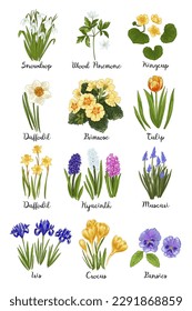 Poster Frühling Blumen Farbzeichnung Vektorgrafik. Große Sommerblumen