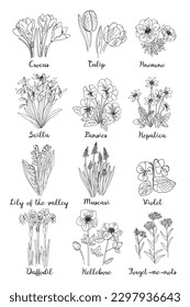 Poster Spring flowers line drawing vector. Big set summer flowers