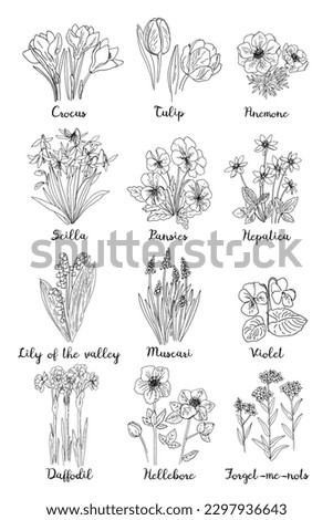 Poster Spring flowers line drawing vector. Big set summer flowers