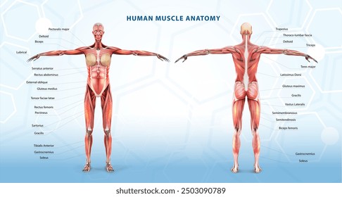 Poster the structure of the muscles of the human body. Vector illustration.