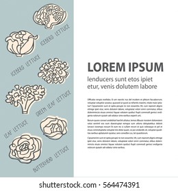 Poster template with hand drawn various organic lettuce. Flat style vector illustration. Organic product for healthy food concept. Place for text