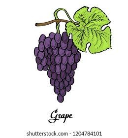 Poster of vector coloured calligraphy red  grape for t-shirt, bag, mug, branding, web
