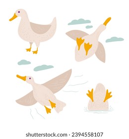 poster with white ducks. cute bird in several angles on a white background
