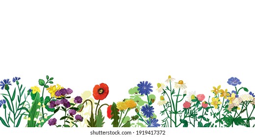Poster with wildflowers, herbs in botanical style isolated on white. Banner template with floral elements and place for text. Summer bouquet for cards, greetings, invitation. Vector illustration
