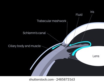 The posterior chamber, trabecular meshwork, and eye drainage. Crucial role in removing intraocular fluid. Intraocular pressure. Eye health concept, glaucoma treatment research vector illustration