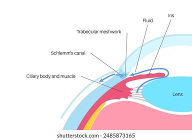 The posterior chamber, trabecular meshwork, and eye drainage. Crucial role in removing intraocular fluid. Intraocular pressure. Eye health concept, glaucoma treatment research vector illustration