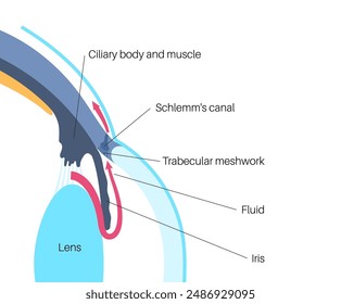 The posterior chamber, trabecular meshwork, and eye drainage. Crucial role in removing intraocular fluid. Intraocular pressure. Eye health concept, glaucoma treatment research vector illustration