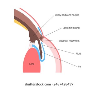 The posterior chamber, trabecular meshwork, and eye drainage. Crucial role in removing intraocular fluid. Intraocular pressure. Eye health concept, glaucoma treatment research vector illustration