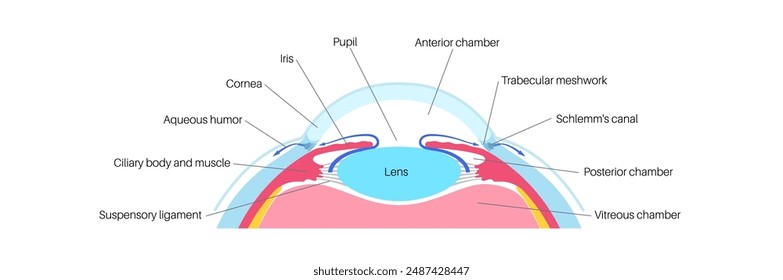 The posterior chamber, trabecular meshwork, and eye drainage. Crucial role in removing intraocular fluid. Intraocular pressure. Eye health concept, glaucoma treatment research vector illustration